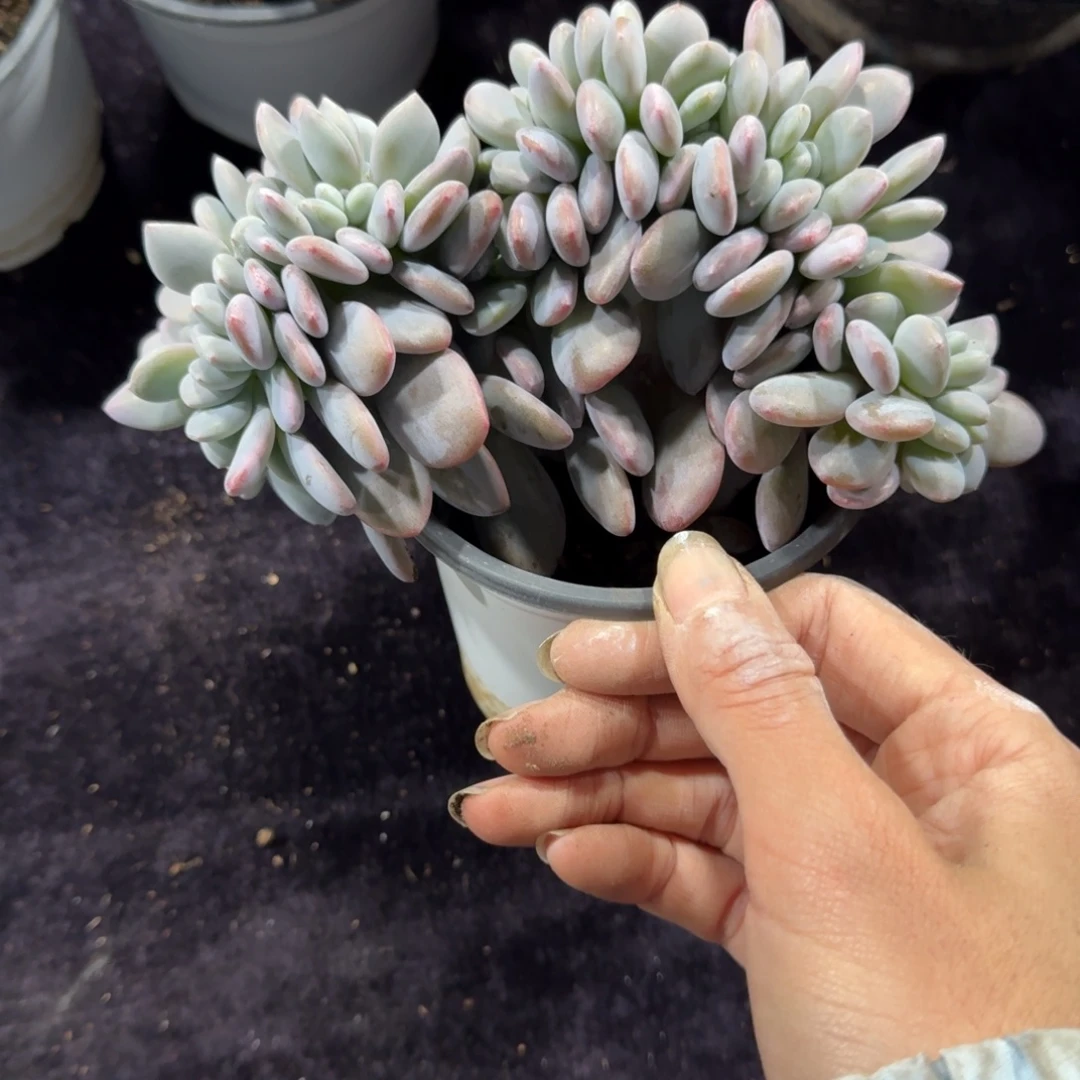 粉兔缀化一物一拍