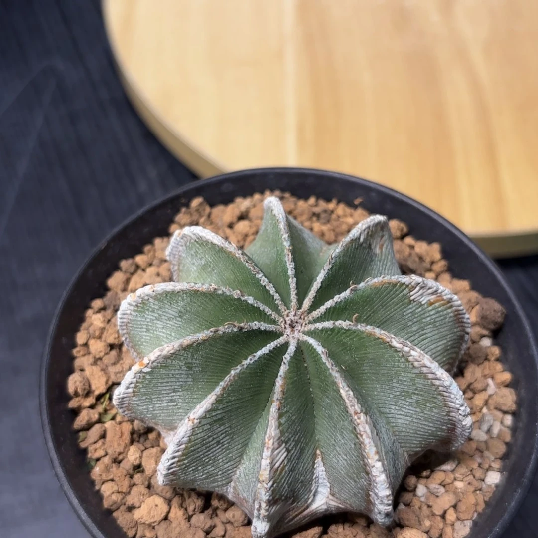 木辛顿花笼老球7.1