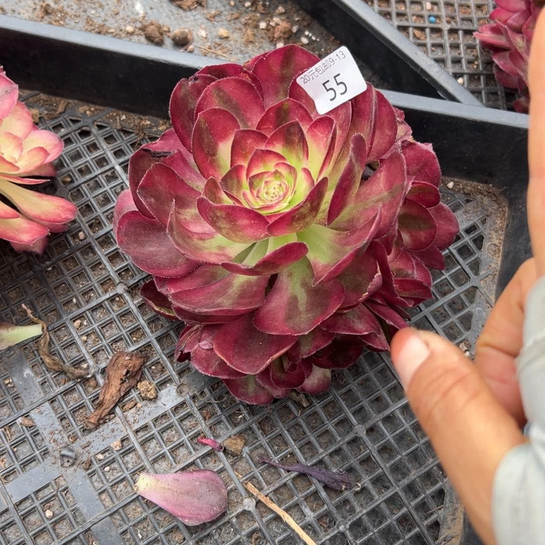 55鸿运无根多肉植物