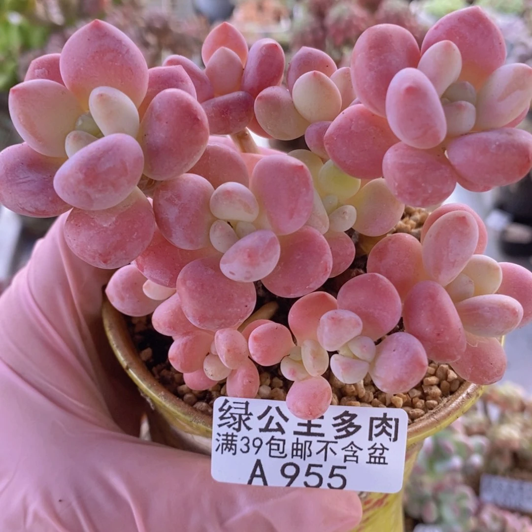 樱花洛神老桩9cm955多肉植物