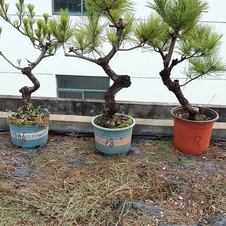 矿***粉无花朵盆栽植物黑松盆景