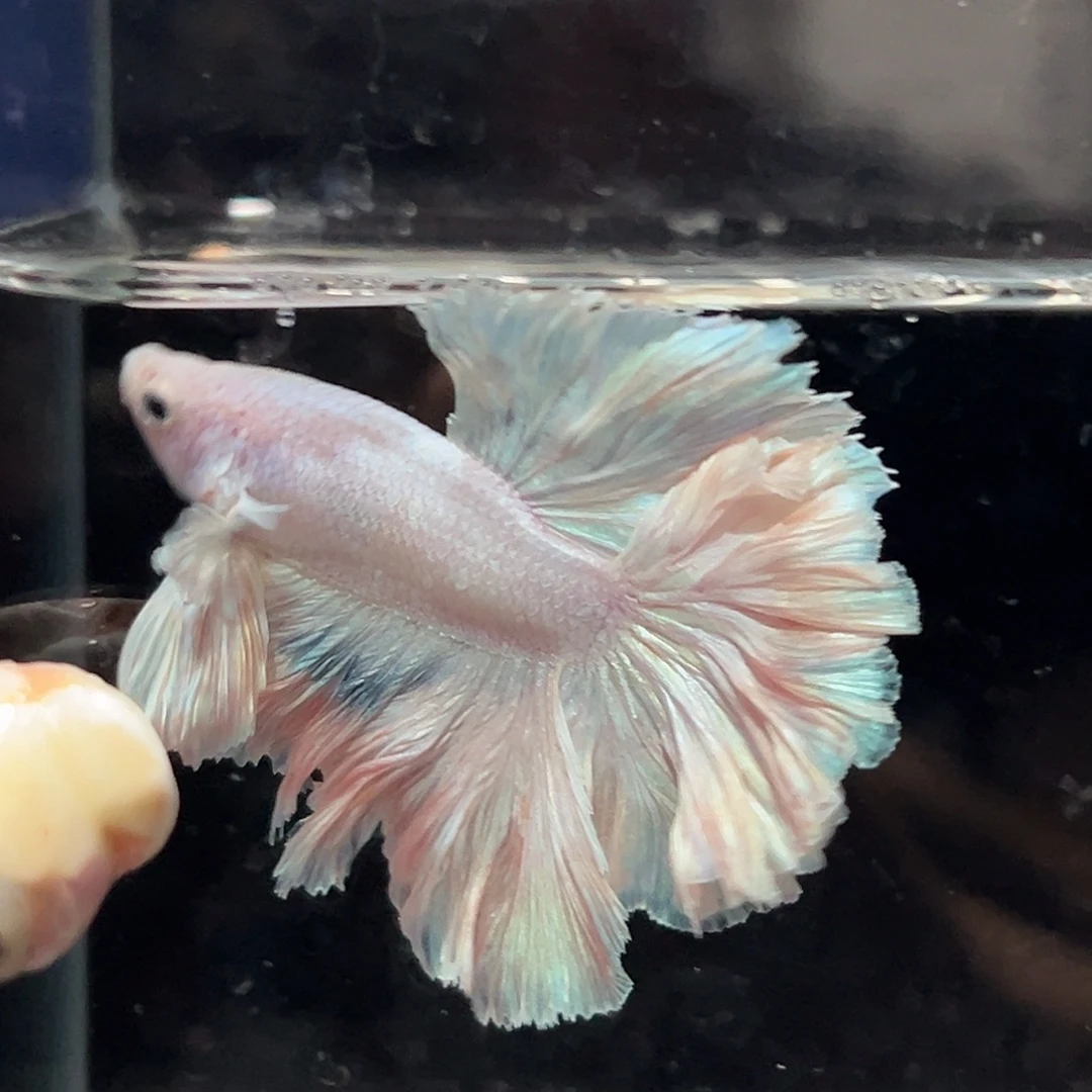 斗鱼27号破价清缸奶油粉