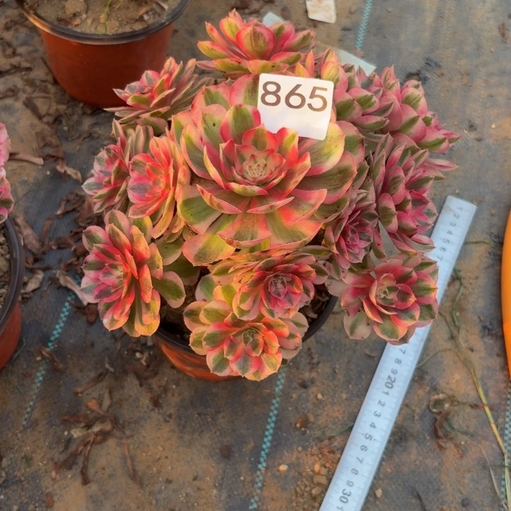 倾城多肉植物不包损865小棵