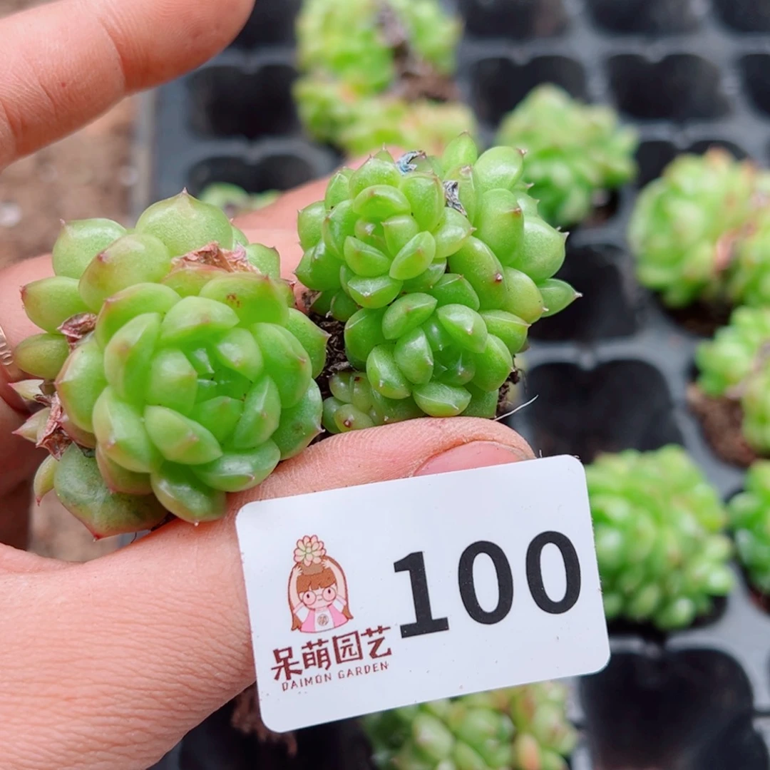 泡**x多肉植物多肉植物