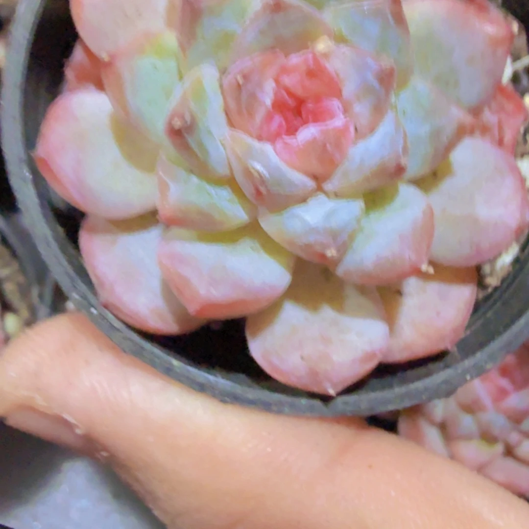 冰葡萄福利八盆福利