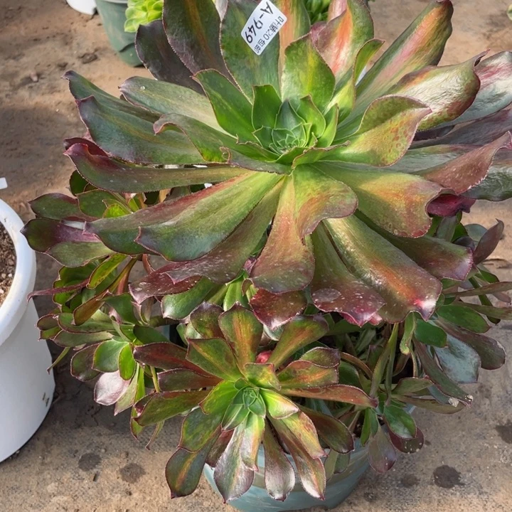 949魅影中班113446789