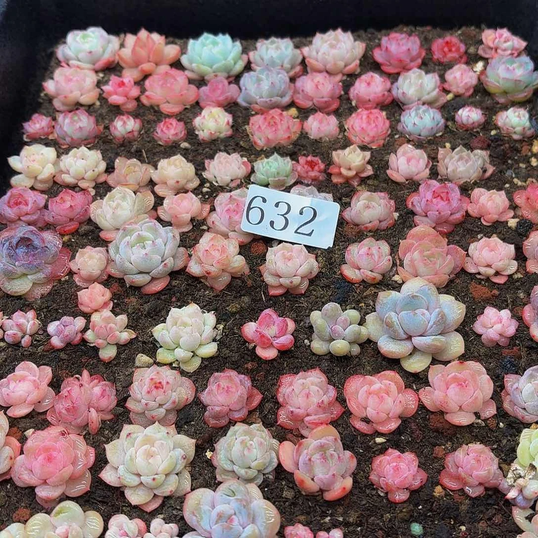 妮*多肉植物多肉植物632