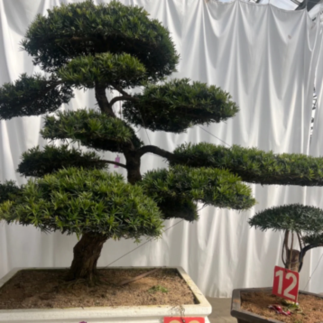 造型罗汉松地景罗汉松造型盆景一物一拍链接