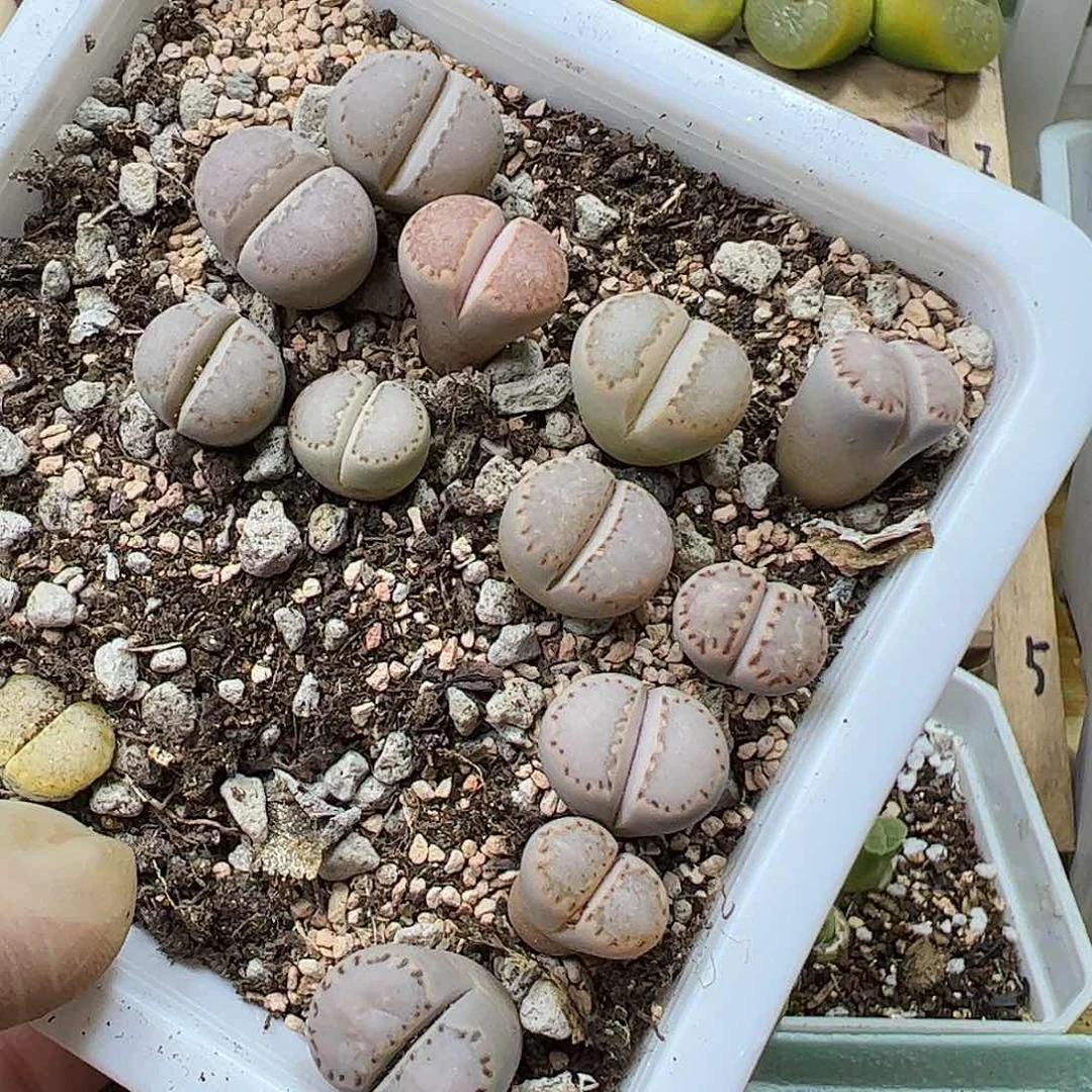 清盒饼干脱土发…………………