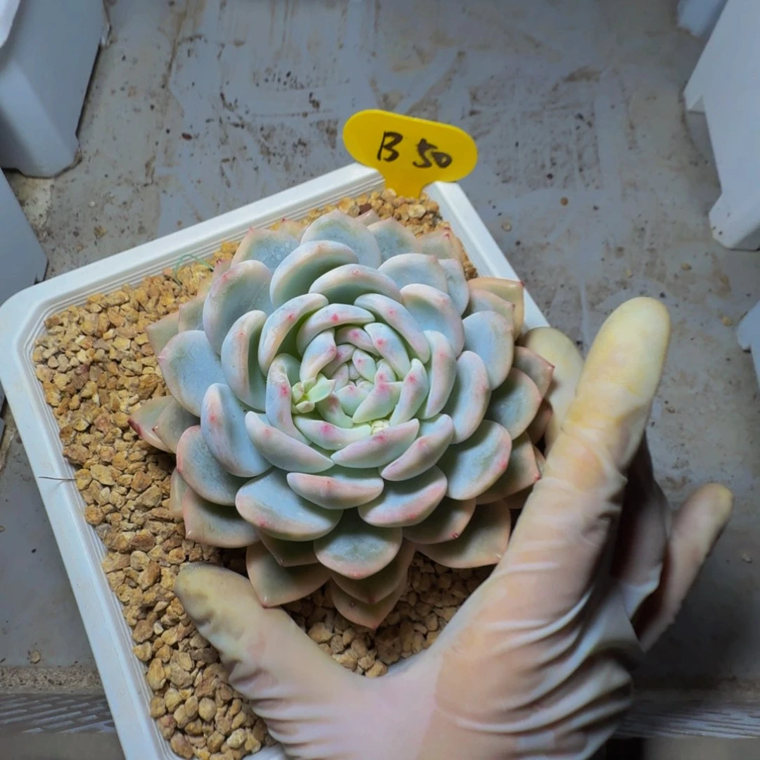 b b b b b b b b b b 50