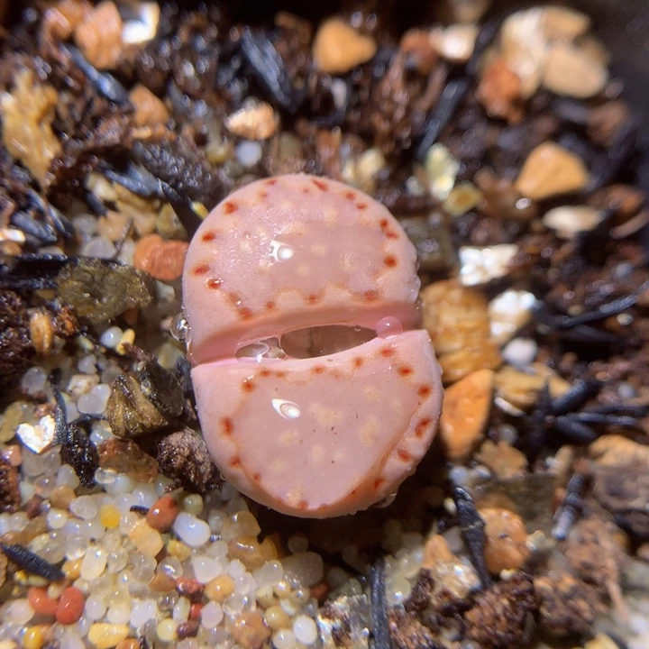 精品生石花38.422