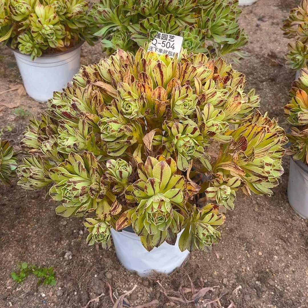 必火多肉植物手捧二号504