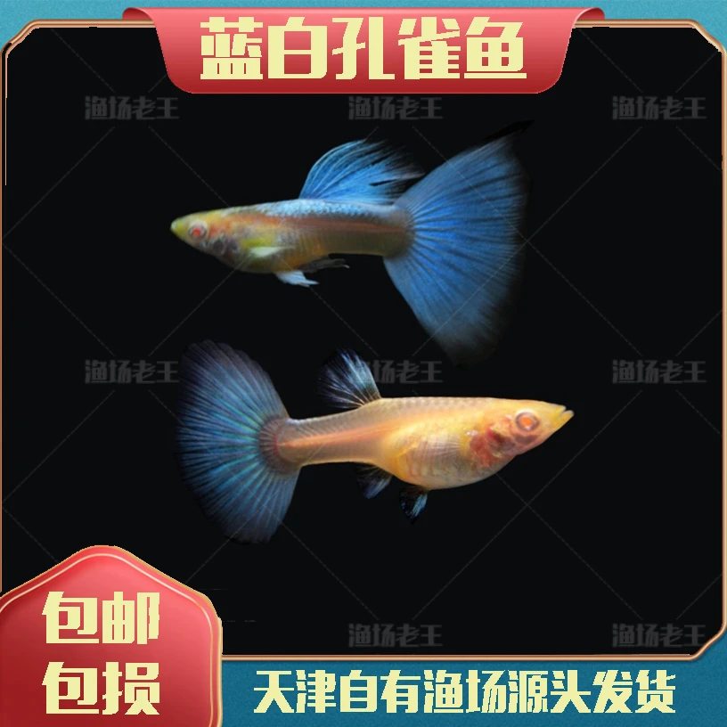 【渔场老王】蓝白孔雀鱼