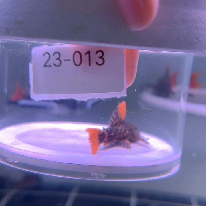 清道夫23-013帝王血钻一条