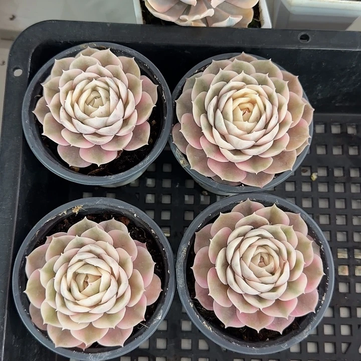昂斯诺锦38包邮多肉