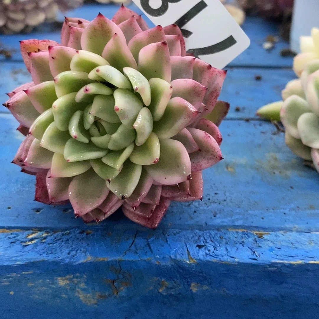 718爪锦多肉植物哇啦塞