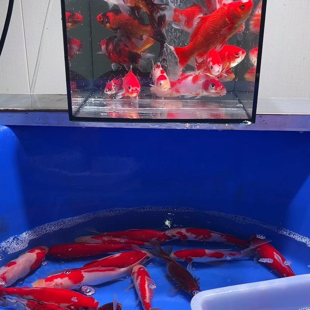 棒***。海水观赏鱼福利多多8