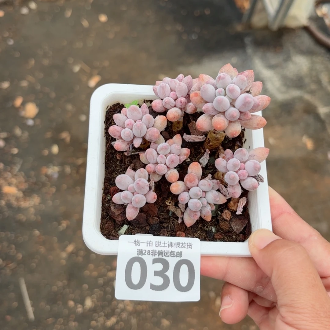 婴儿手指老桩无盆土发货