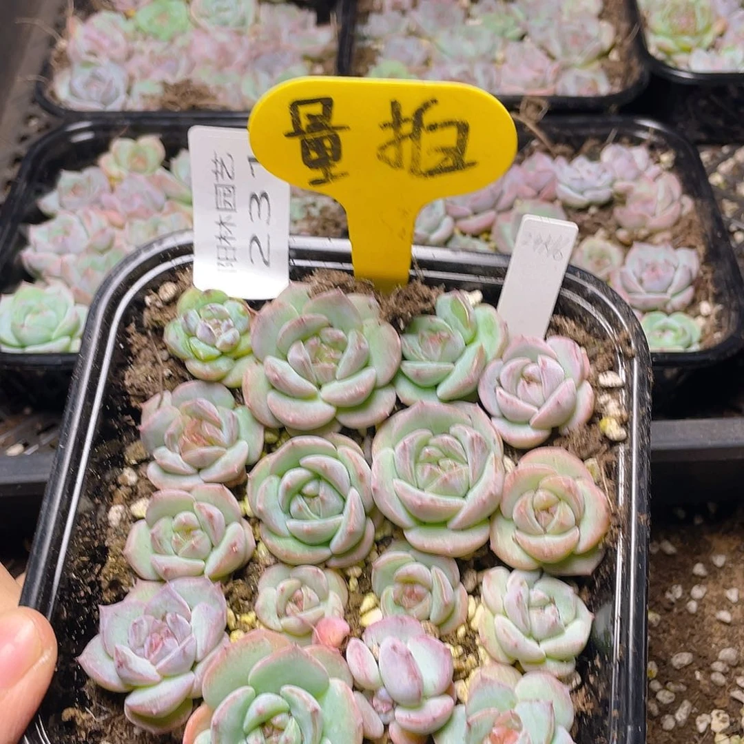 量拍多肉植物多肉植物231