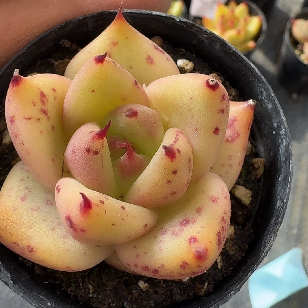 多肉杂交一物一拍东云一颗1-54