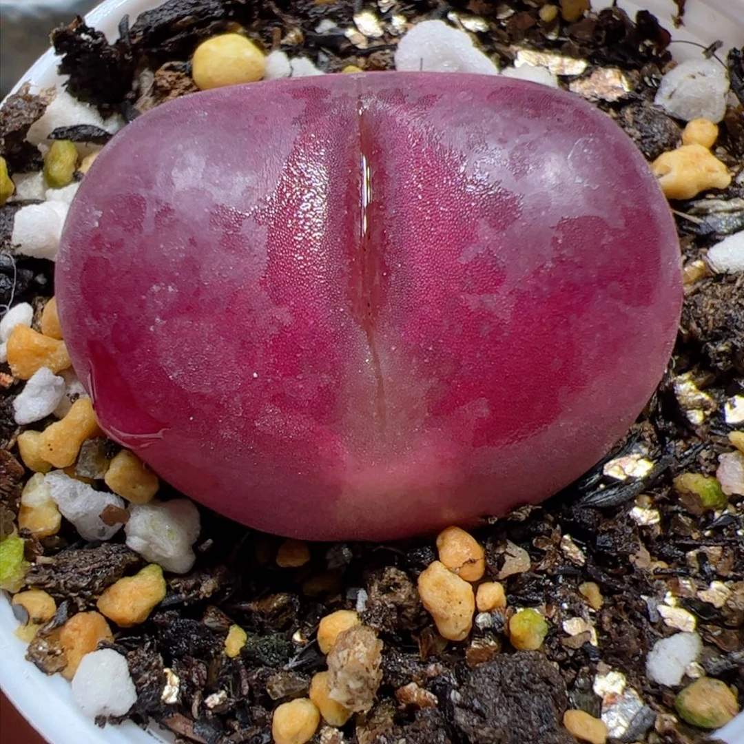 【闪购商品】90 带盆