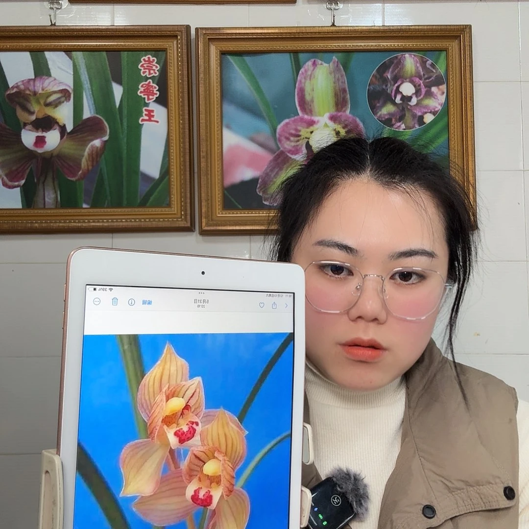 完全开放春剑邛州红荷