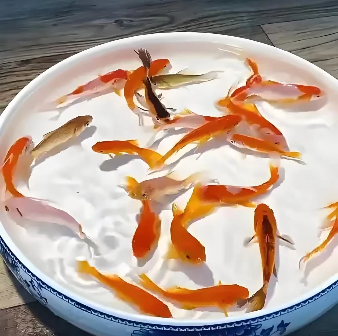 1 号【开池福利3红金1红白草1兰花7-10cm】冷水观赏鱼 包邮