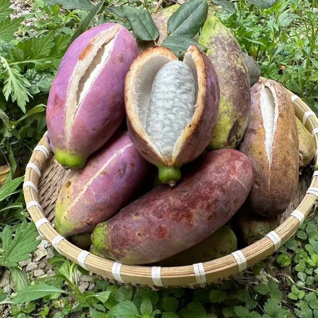 贵州八月瓜牛滚瓜三叶木通新鲜现摘当季水果香甜软糯稀有八月炸