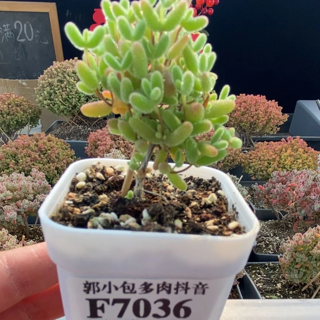 7036枝干番杏蜜橘糖球