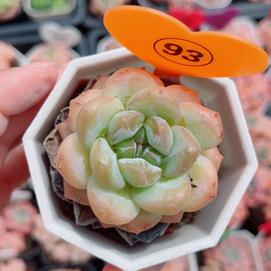 93号小老桩糖心单头