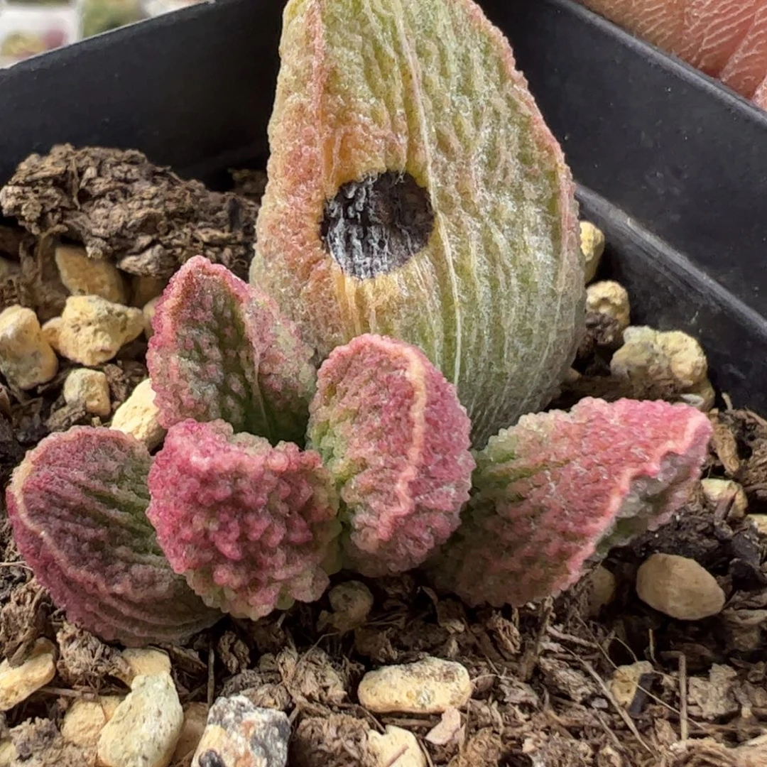 有疤特价碧彩水泡多肉植物