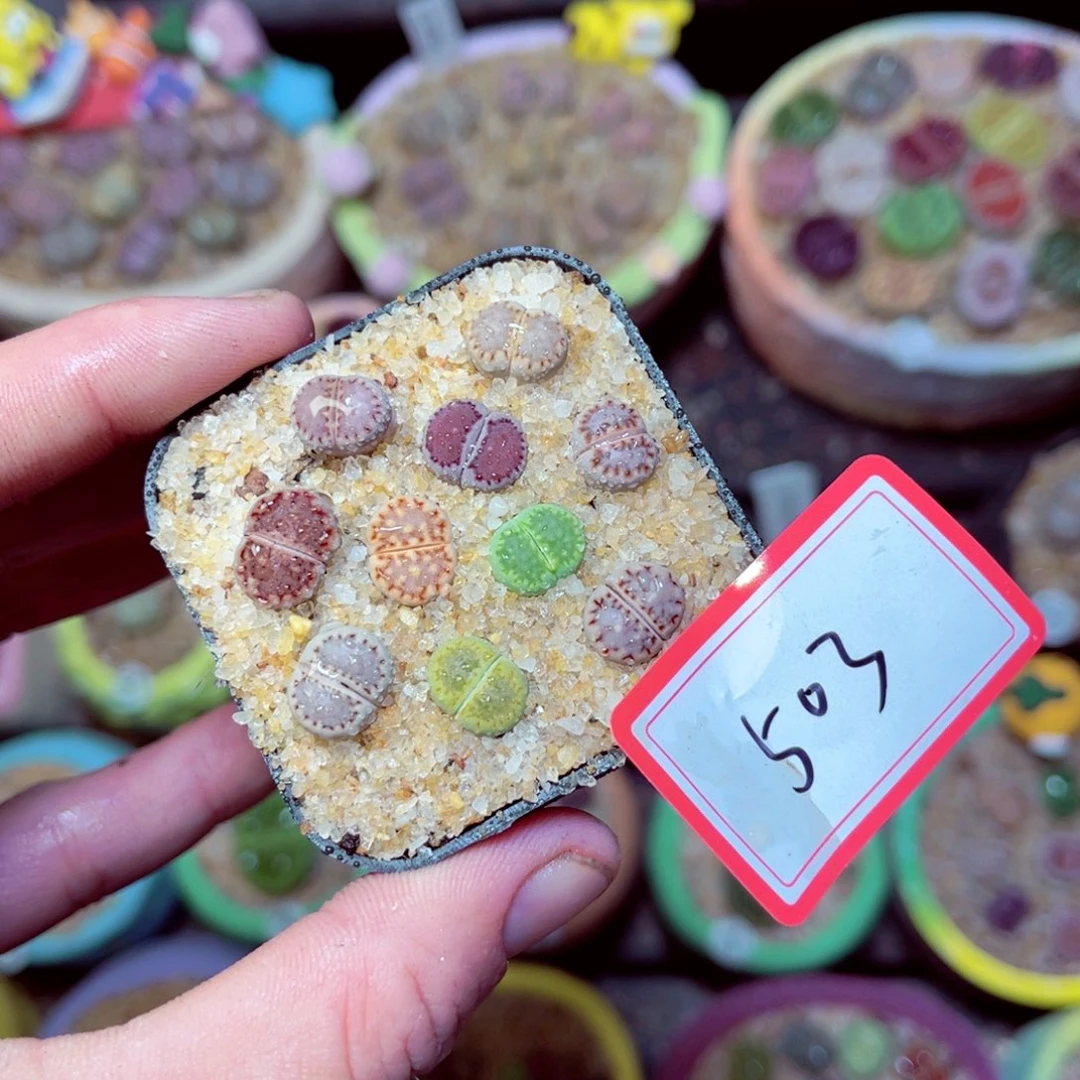 503生石花带盆发1