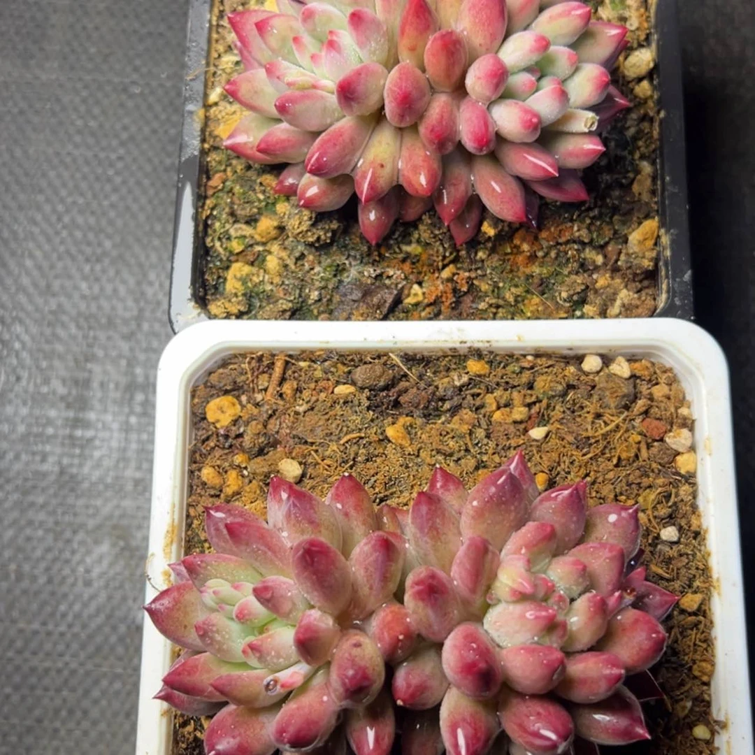 【闪购商品】金鱼姬多肉19.8