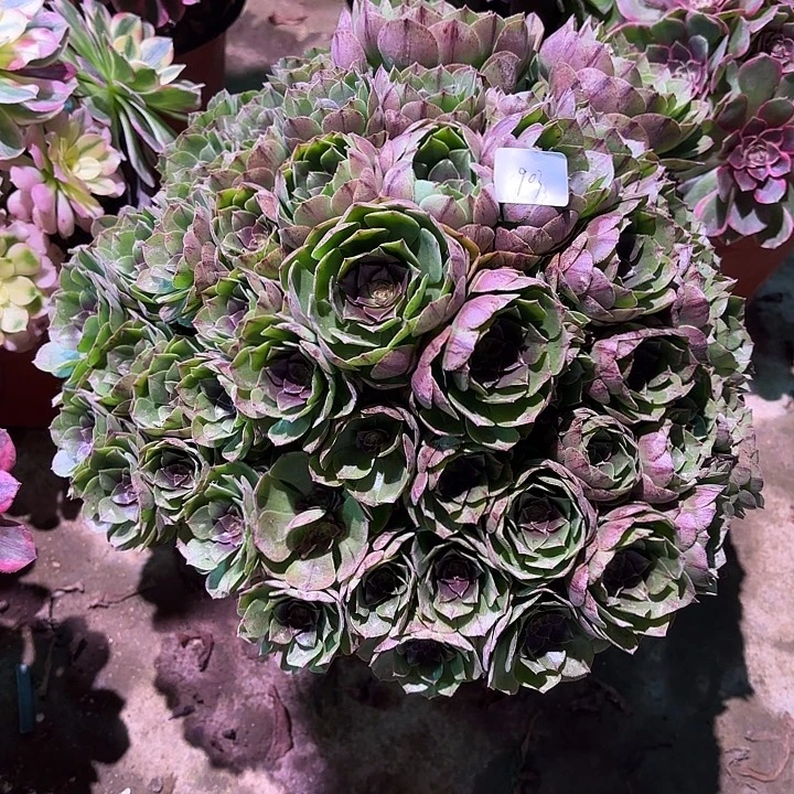 多肉植物万拉丝00903