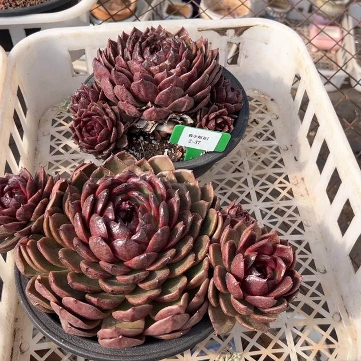 2.37水晶球一个脱土