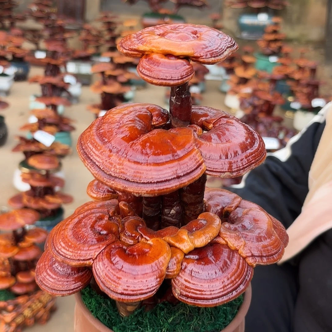 无花朵灵芝是我国著名植物