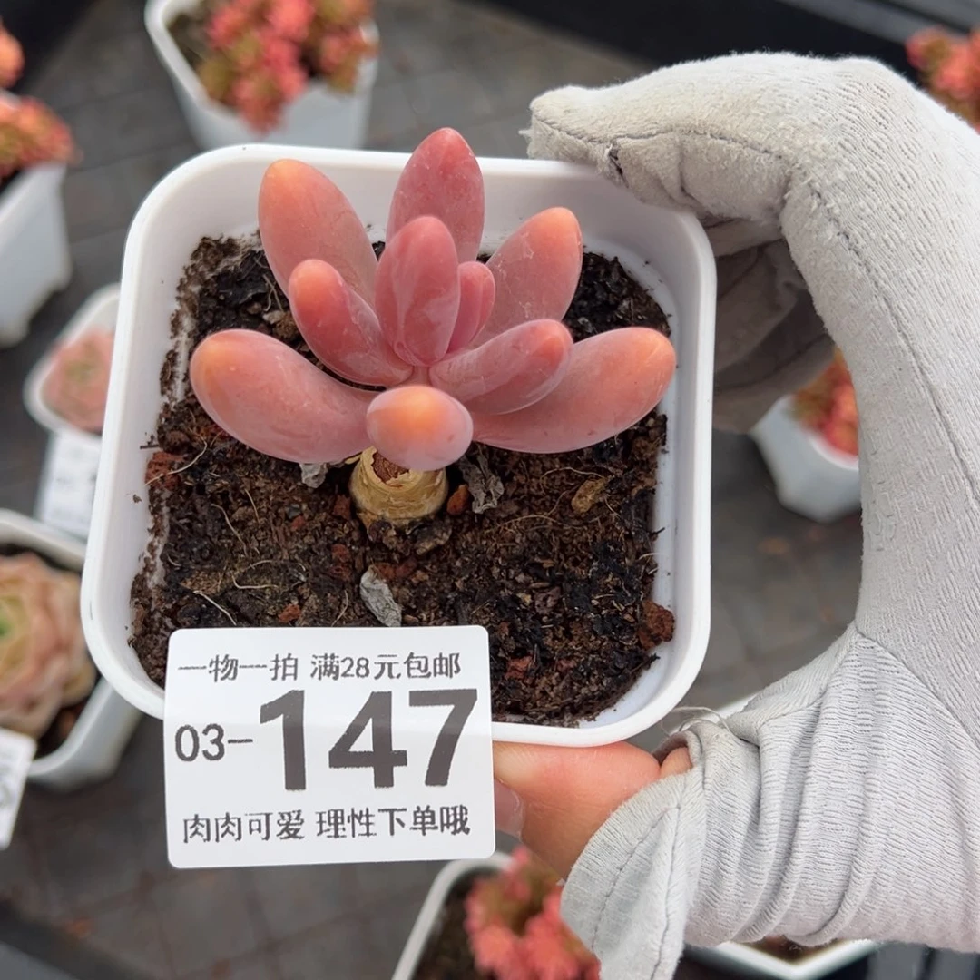 红手指多肉多多肉多肉