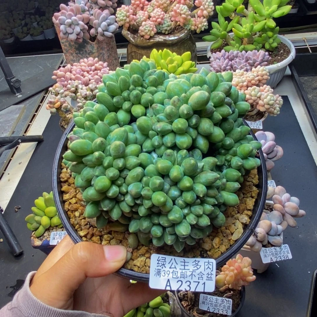 371香蕉树缀多肉10c m