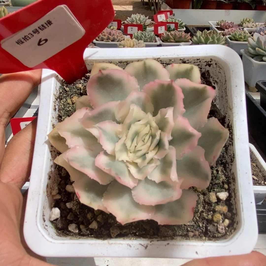 6号紫蝴蝶锦多肉植物