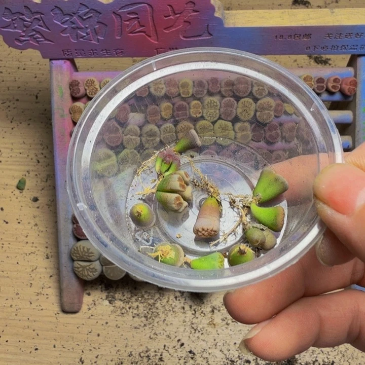 陈***陈多肉植物的生长发育47