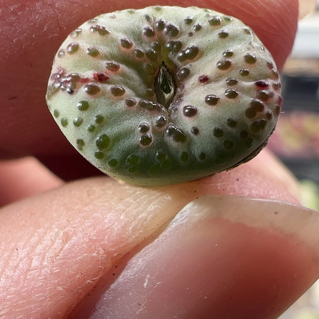 一物一拍。     906