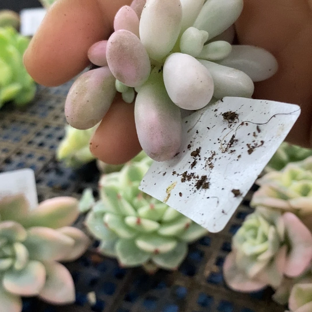 359汤圆锦炸多肉植物哇啦塞