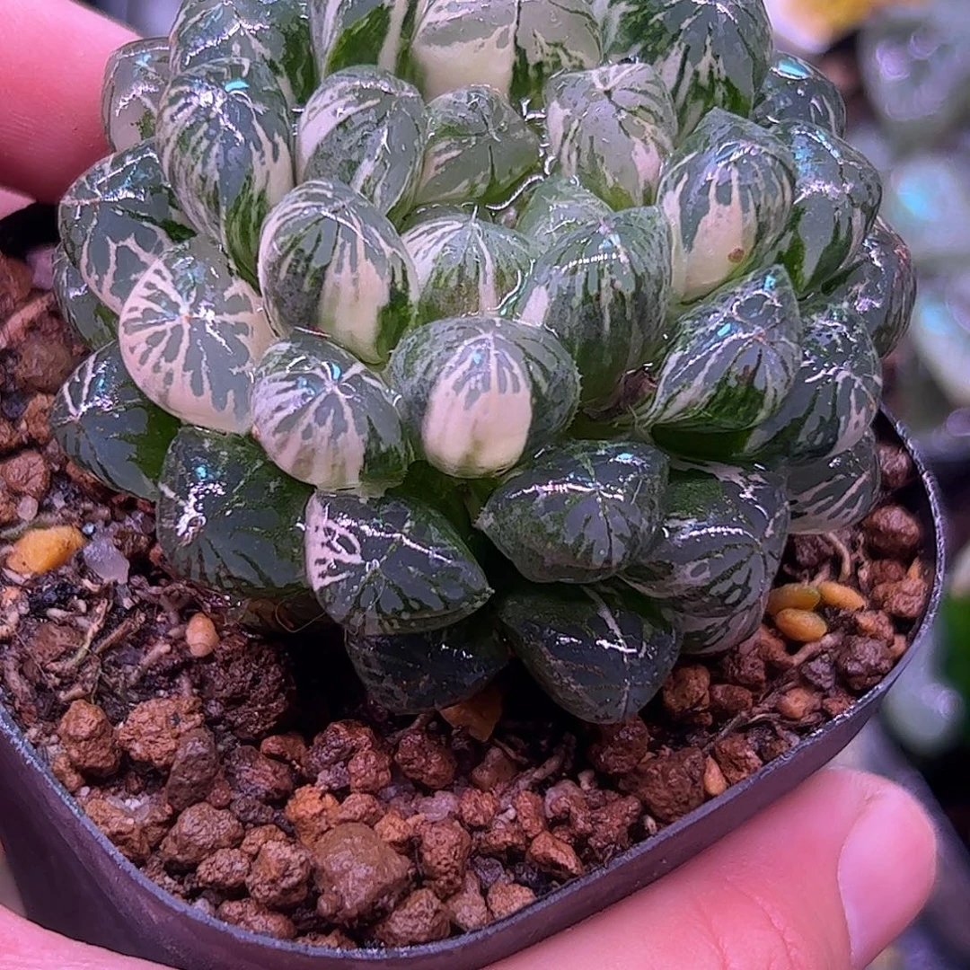 塑料皮母本锦十二卷