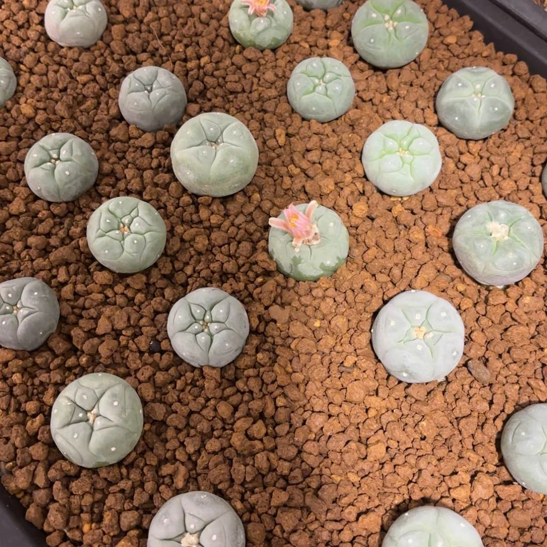 吞****家银鱼仙人球带盆的