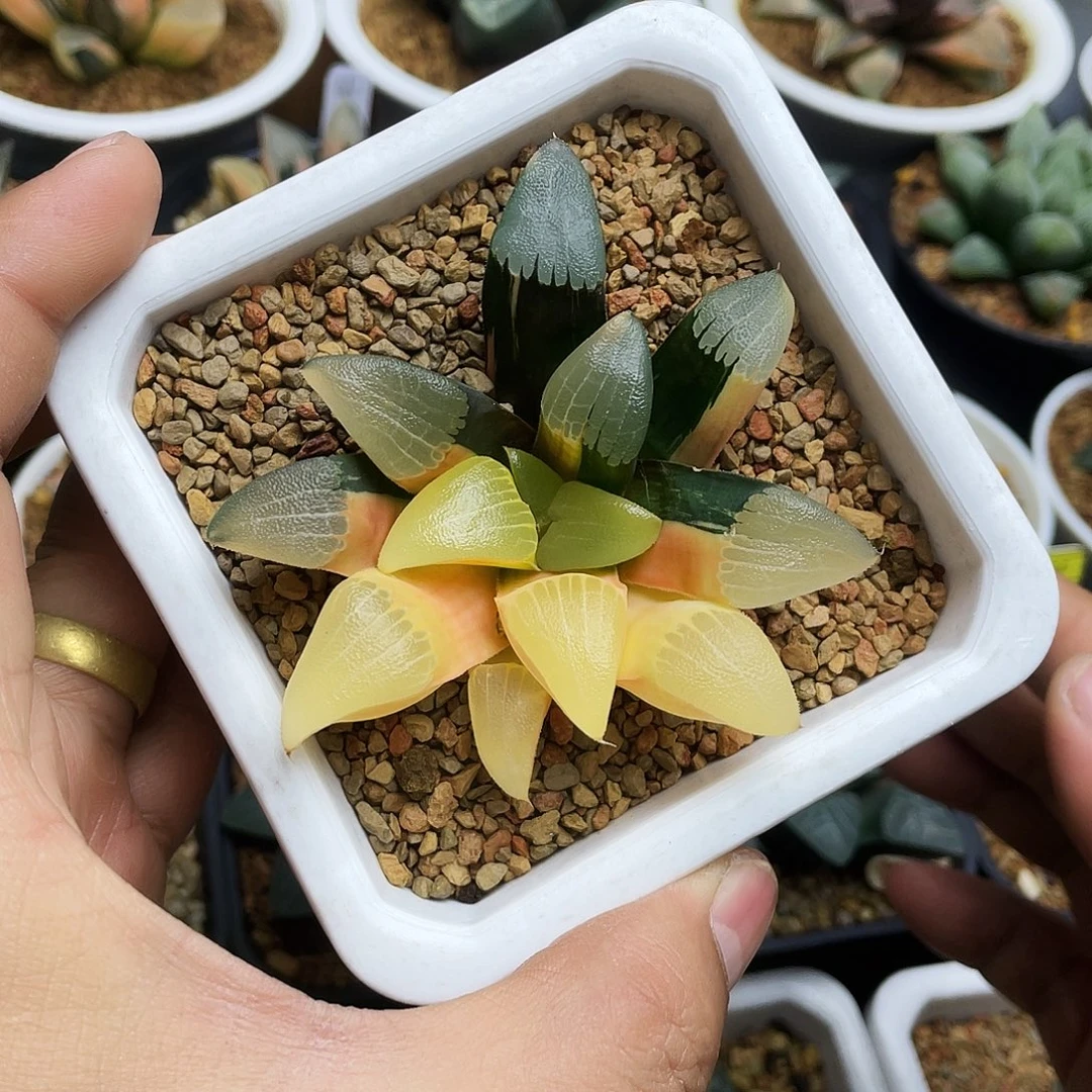 实生克锦福利实生