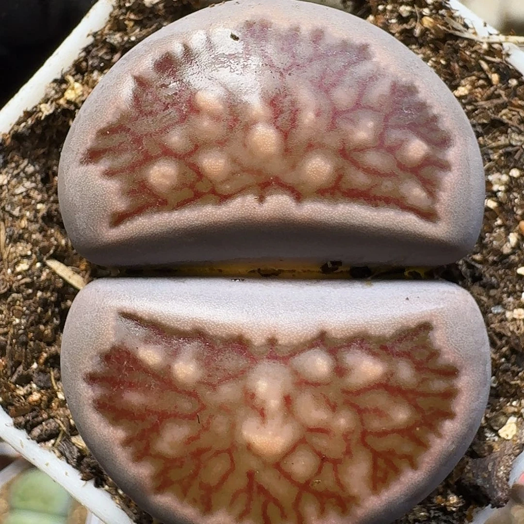 生石花111111。    110