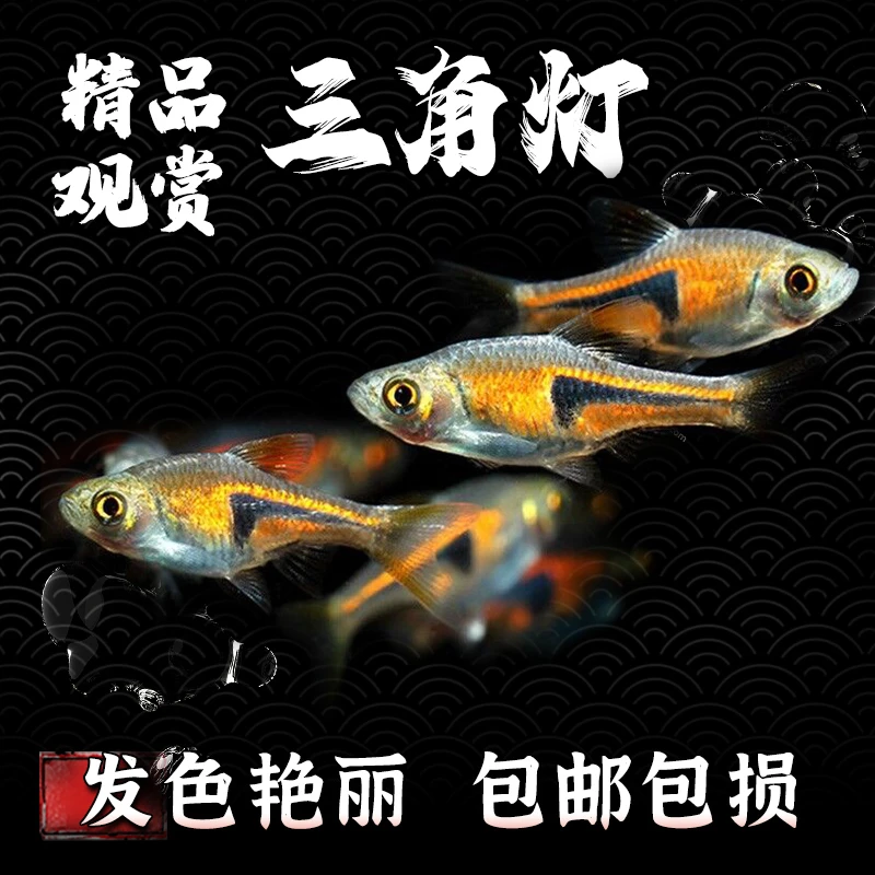 三角灯鱼群游鱼燕鱼热带观赏鱼宝莲灯水草缸红绿灯鱼活体淡水好养