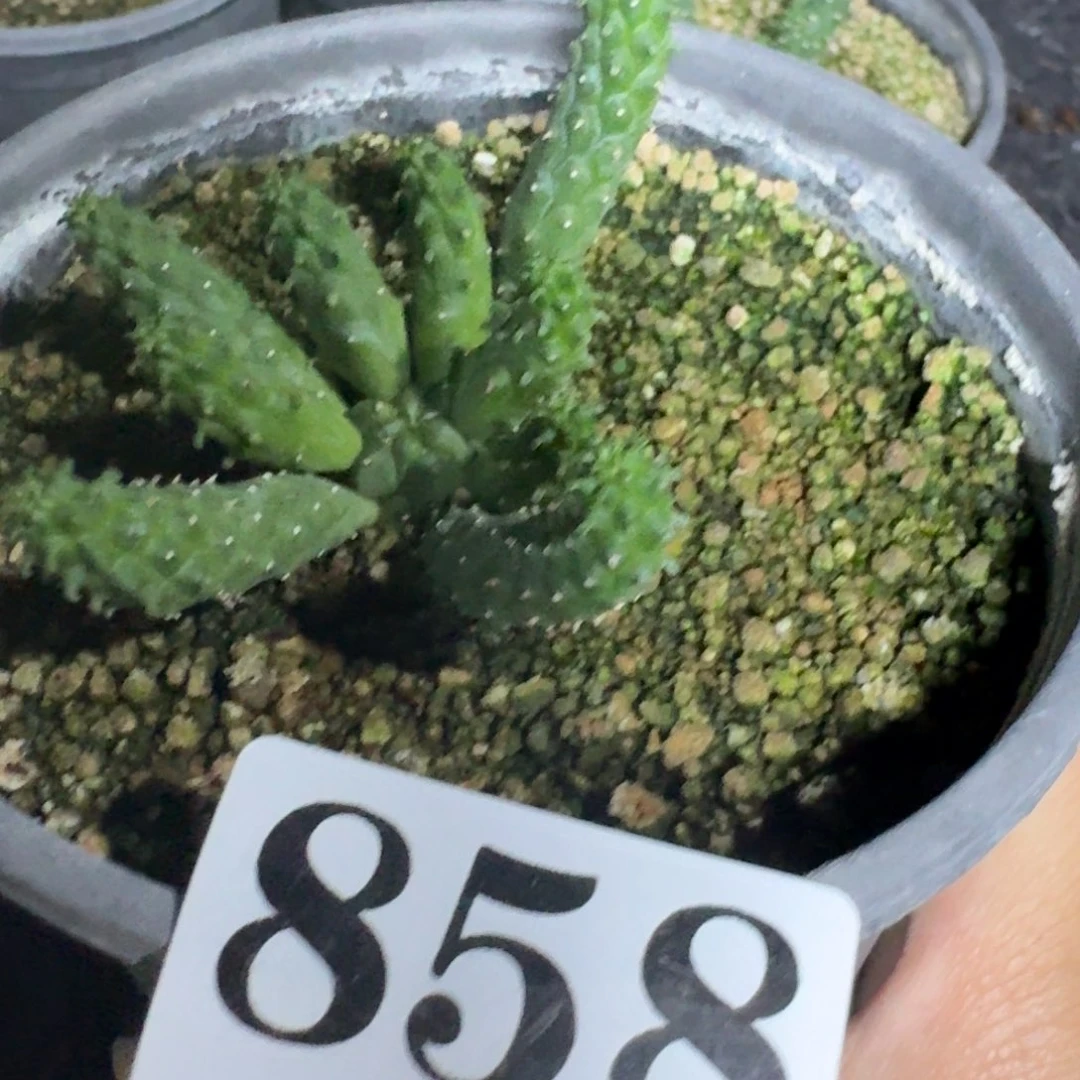阎魔大戟多肉植物