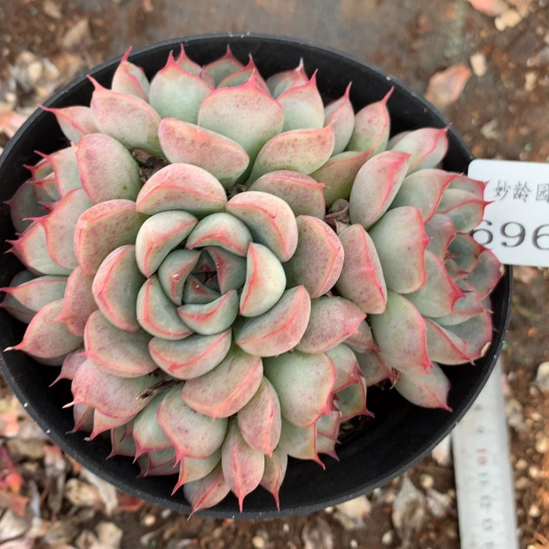 6960杂交多肉老桩