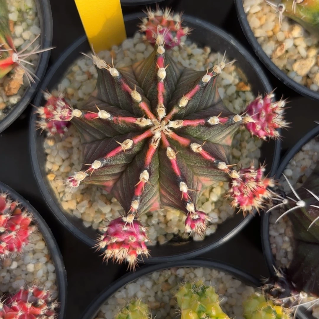 25-0105泰国发货多肉